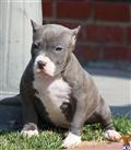 American Pit Bull